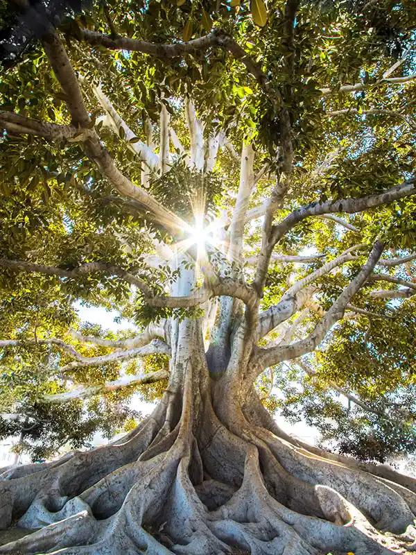 Massive tree with sprawling roots and sun shining through branches.